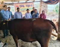 Hindalco distributes milch cows to women farmers under Project Vasudha