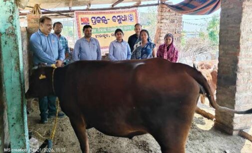 Hindalco distributes milch cows to women farmers under Project Vasudha