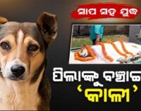 ପାଠ ପଢୁଥିଲେ କୁନି ପିଲା, ହଠାତ୍ ଆସିଲା ବିଷାକ୍ତ ସାପ: ହିରୋ ପରି ଲଢିଲା ବୁଲା କୁକୁର ‘କାଳୀ’