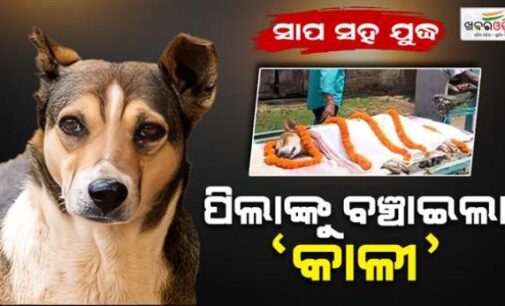 ପାଠ ପଢୁଥିଲେ କୁନି ପିଲା, ହଠାତ୍ ଆସିଲା ବିଷାକ୍ତ ସାପ: ହିରୋ ପରି ଲଢିଲା ବୁଲା କୁକୁର ‘କାଳୀ’