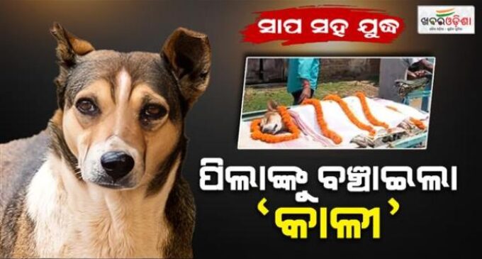 ପାଠ ପଢୁଥିଲେ କୁନି ପିଲା, ହଠାତ୍ ଆସିଲା ବିଷାକ୍ତ ସାପ: ହିରୋ ପରି ଲଢିଲା ବୁଲା କୁକୁର ‘କାଳୀ’