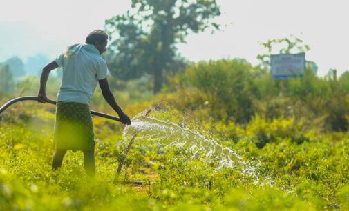 Big Accomplishment: Watershed initiative revives irrigation prospects in Kalahandi