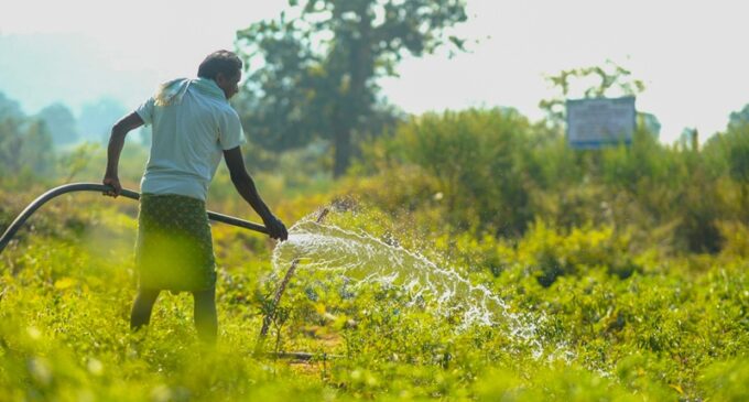 Big Accomplishment: Watershed initiative revives irrigation prospects in Kalahandi