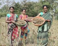 Seeds of Empowerment: Tribal Women Champion Sustainable Millet Farming