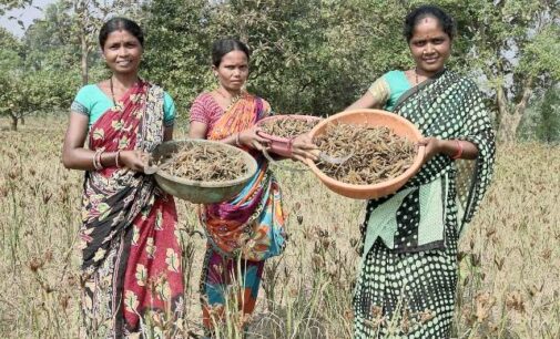 Seeds of Empowerment: Tribal Women Champion Sustainable Millet Farming