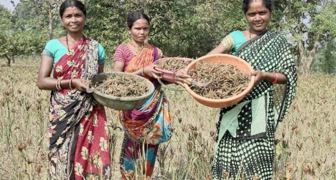 Seeds of Empowerment: Tribal Women Champion Sustainable Millet Farming
