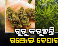 ଶିକ୍ଷା ଦାନ ବଦଳରେ ଗଞ୍ଜେଇ ବେପାର: ଦୁଇଟି ମାମଲାରେ ୩ ଶିକ୍ଷକଙ୍କ ସମେତ ୭ ଜଣ ଗିରଫ