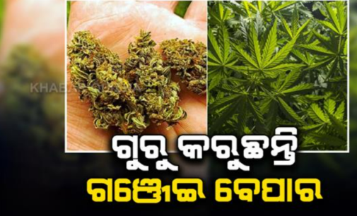 ଶିକ୍ଷା ଦାନ ବଦଳରେ ଗଞ୍ଜେଇ ବେପାର: ଦୁଇଟି ମାମଲାରେ ୩ ଶିକ୍ଷକଙ୍କ ସମେତ ୭ ଜଣ ଗିରଫ
