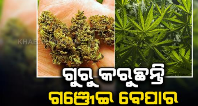 ଶିକ୍ଷା ଦାନ ବଦଳରେ ଗଞ୍ଜେଇ ବେପାର: ଦୁଇଟି ମାମଲାରେ ୩ ଶିକ୍ଷକଙ୍କ ସମେତ ୭ ଜଣ ଗିରଫ