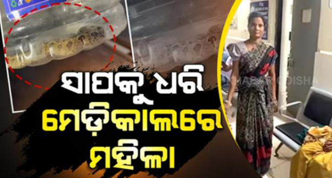 ବିଷଧର ସାପକୁ ଧରି ଡାକ୍ତରଖାନାରେ ପହଁଚିଗଲେ ମହିଳା