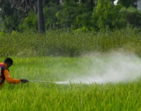 India bans paraquat, weeds out biggest poison from its agricultural fields