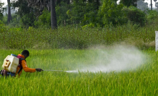India bans paraquat, weeds out biggest poison from its agricultural fields