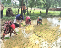 ବୌଦ୍ଧ ଜିଲ୍ଲାପାଳଙ୍କ କଣ୍ଟାମାଳ ବ୍ଲକର ବିଭିନ୍ନ ଉନ୍ନୟନମୂଳକ କାର୍ଯ୍ୟ ପରିଦର୍ଶନ : ମହିଳା ମାନଙ୍କ ସହିତ ଧାନ ପଲ୍ହା ରୋଇଲେ ଜିଲ୍ଲାପାଳ