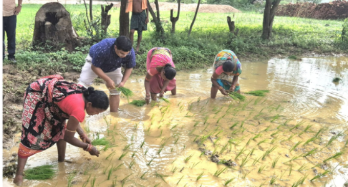 ବୌଦ୍ଧ ଜିଲ୍ଲାପାଳଙ୍କ କଣ୍ଟାମାଳ ବ୍ଲକର ବିଭିନ୍ନ ଉନ୍ନୟନମୂଳକ କାର୍ଯ୍ୟ ପରିଦର୍ଶନ : ମହିଳା ମାନଙ୍କ ସହିତ ଧାନ ପଲ୍ହା ରୋଇଲେ ଜିଲ୍ଲାପାଳ