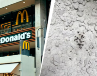 Maharashtra FDA suspends licences of McDonald’s, 12 others after flies, cockroaches found