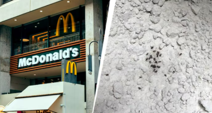 Maharashtra FDA suspends licences of McDonald’s, 12 others after flies, cockroaches found