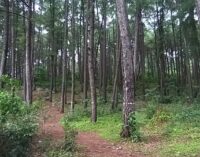 Young model allegedly gang-raped during photoshoot in Odisha forest; 3 held