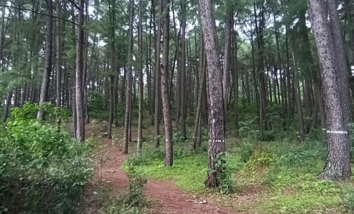 Young model allegedly gang-raped during photoshoot in Odisha forest; 3 held
