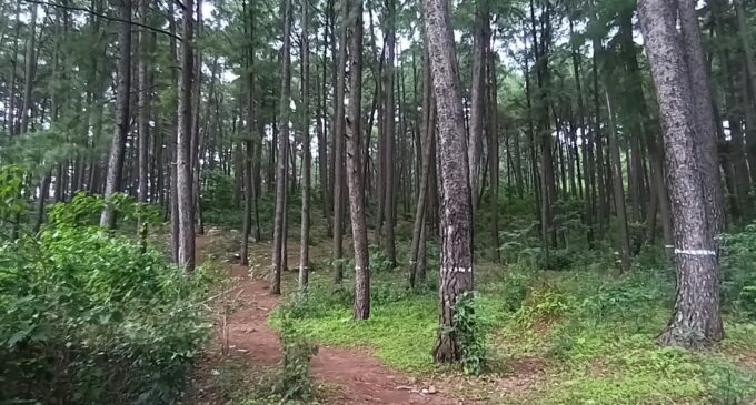 Young model allegedly gang-raped during photoshoot in Odisha forest; 3 held