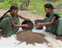 From ganja fields to black rice: Tribal women in Odisha rewrite their story