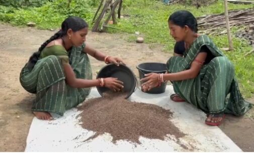From ganja fields to black rice: Tribal women in Odisha rewrite their story