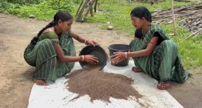 From ganja fields to black rice: Tribal women in Odisha rewrite their story