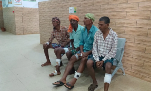 ବୈପାରୀଗୁଡାରେ ବିଲୁଆ ଆତଙ୍କ, ୬ ଗୁରୁତର