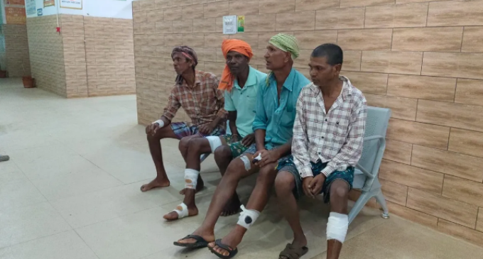 ବୈପାରୀଗୁଡାରେ ବିଲୁଆ ଆତଙ୍କ, ୬ ଗୁରୁତର