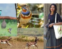 Where the wild meets the canvas: Tanuja Sethi’s art inspired by Odisha’s birds and nature