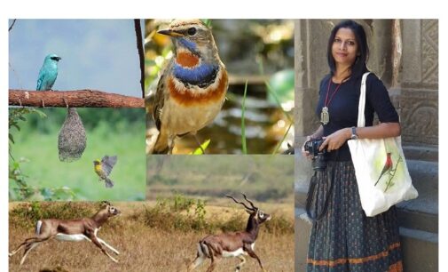 Where the wild meets the canvas: Tanuja Sethi’s art inspired by Odisha’s birds and nature