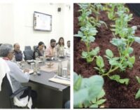 CUO, CIP demonstrate new potato seed production technologies
