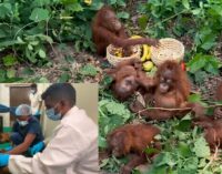 Five rescued orangutans shifted to Nandankanan Zoo; STF begins probe