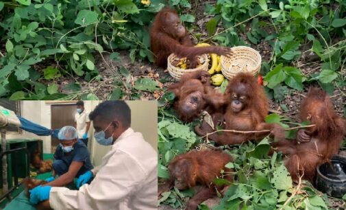 Five rescued orangutans shifted to Nandankanan Zoo; STF begins probe