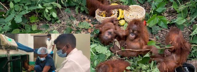Five rescued orangutans shifted to Nandankanan Zoo; STF begins probe