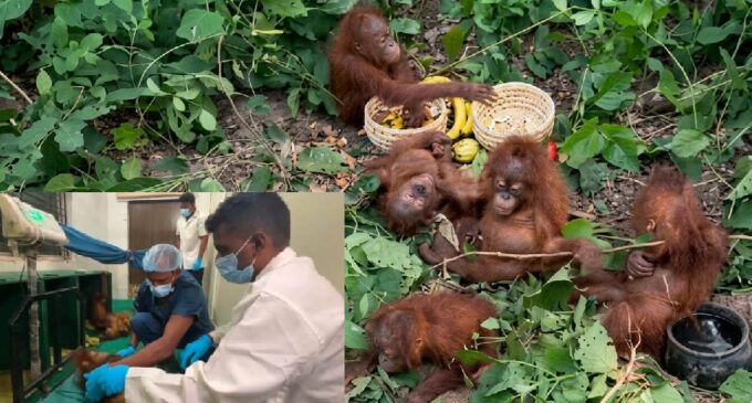 Five rescued orangutans shifted to Nandankanan Zoo; STF begins probe