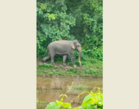 The Gauhati High Court’s refusal to stay the transportation of five captive elephants to Tamil Nadu