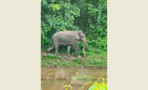 The Gauhati High Court’s refusal to stay the transportation of five captive elephants to Tamil Nadu