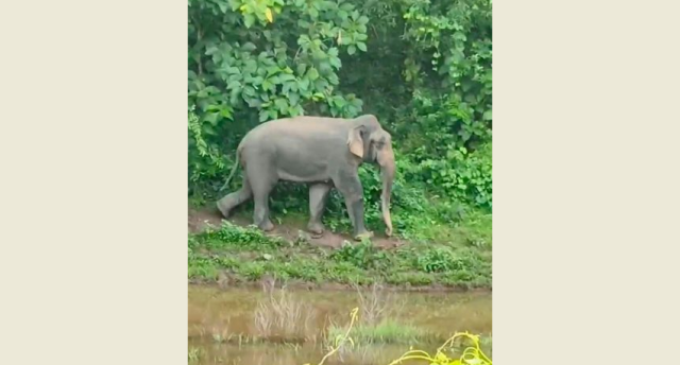 The Gauhati High Court’s refusal to stay the transportation of five captive elephants to Tamil Nadu