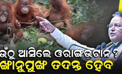 ଶିଶୁ ଓରାଙ୍ଗଉଟାନ ଉଦ୍ଧାର ଘଟଣା, ଉଦ୍‌ବେଗ ପ୍ରକାଶ କଲେ ମୁଖ୍ୟମନ୍ତ୍ରୀ
