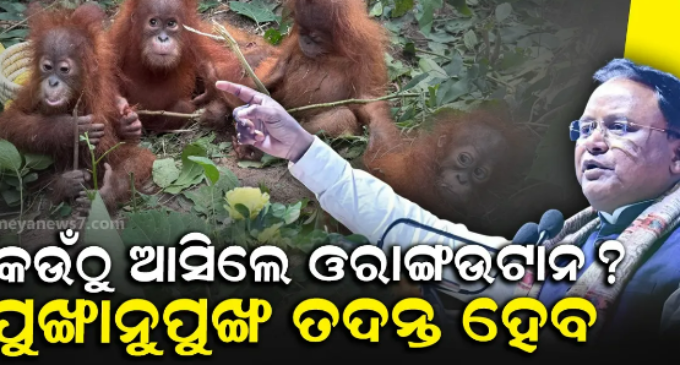 ଶିଶୁ ଓରାଙ୍ଗଉଟାନ ଉଦ୍ଧାର ଘଟଣା, ଉଦ୍‌ବେଗ ପ୍ରକାଶ କଲେ ମୁଖ୍ୟମନ୍ତ୍ରୀ
