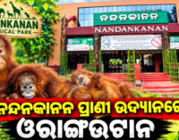 ନନ୍ଦନକାନନ ଆସିଲେ ୫ ଓରାଙ୍ଗଉଟାନ, ଏସଟିଏଫ୍ କରିବ ତଦନ୍ତ