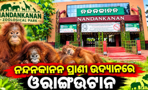 ନନ୍ଦନକାନନ ଆସିଲେ ୫ ଓରାଙ୍ଗଉଟାନ, ଏସଟିଏଫ୍ କରିବ ତଦନ୍ତ