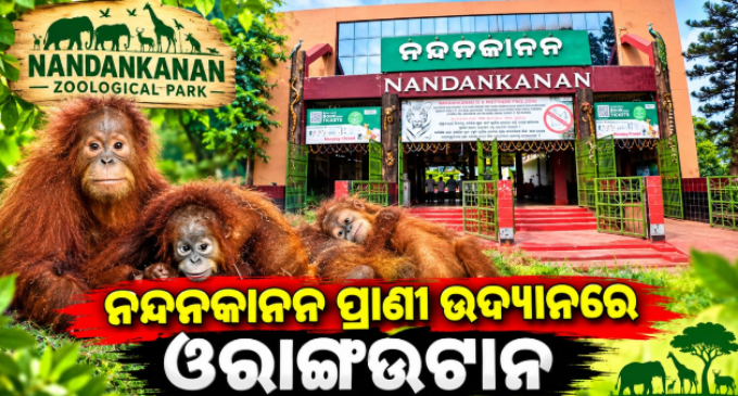 ନନ୍ଦନକାନନ ଆସିଲେ ୫ ଓରାଙ୍ଗଉଟାନ, ଏସଟିଏଫ୍ କରିବ ତଦନ୍ତ